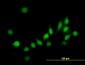ATOX1 Antibody (monoclonal) (M01)